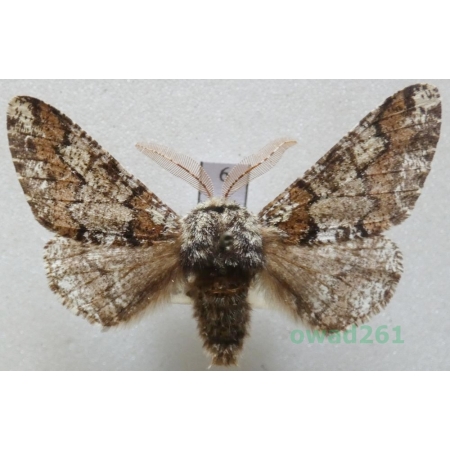 Biston strataria (Hufnagel, 1767) male Czech6